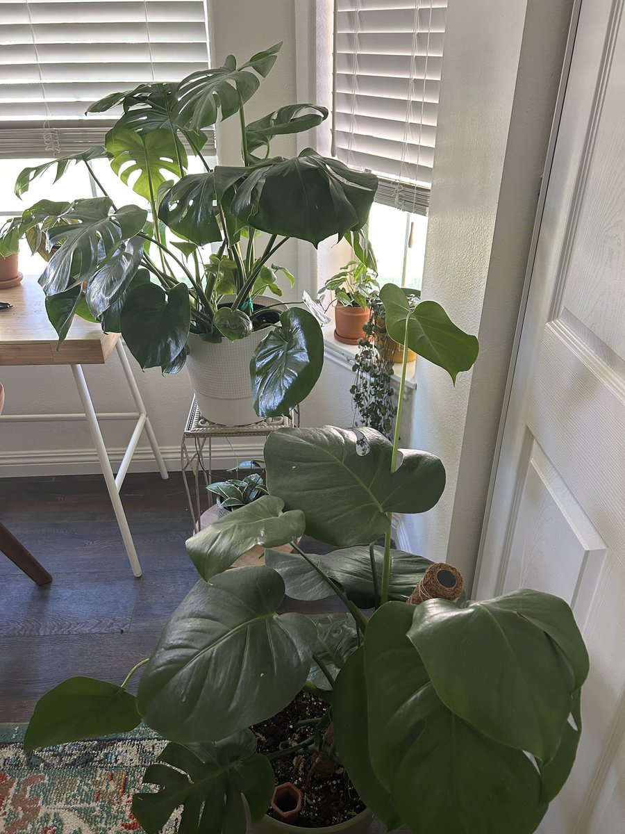 houseplantguy1's tweet photo. 🪴🪴
#houseplants #planttwitter #monstera https://t.co/syfLMngluo