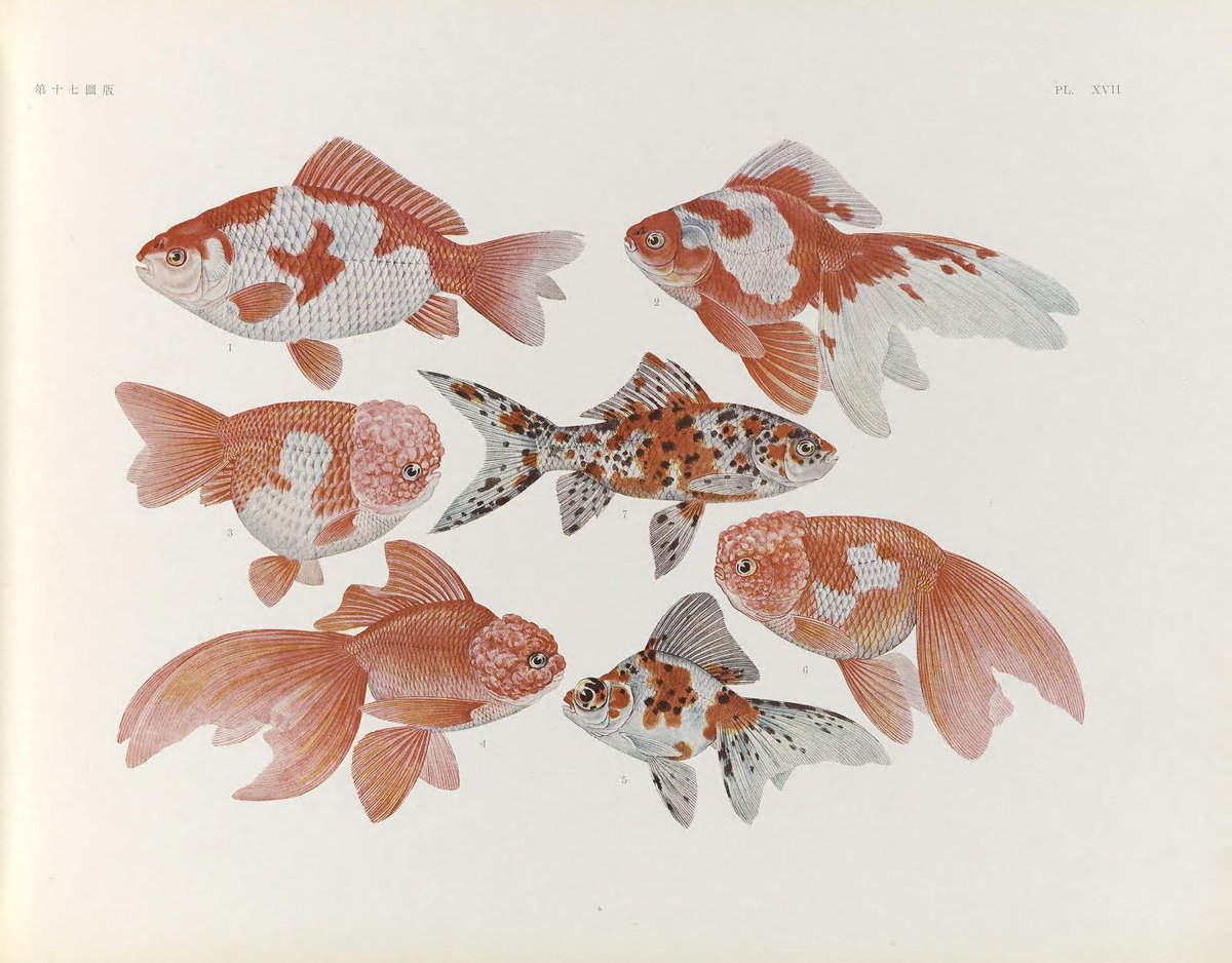 bhl_au's tweet photo. Newly digitised &amp; freely available online @BioDivLibrary: two spectacular volumes of "Nihon suisan doshokubutsu zushu" (Illustrations of Japanese aquatic plants and animals), 1935: https://t.co/FUH7T8bfEN https://t.co/VDNu7JE3JR