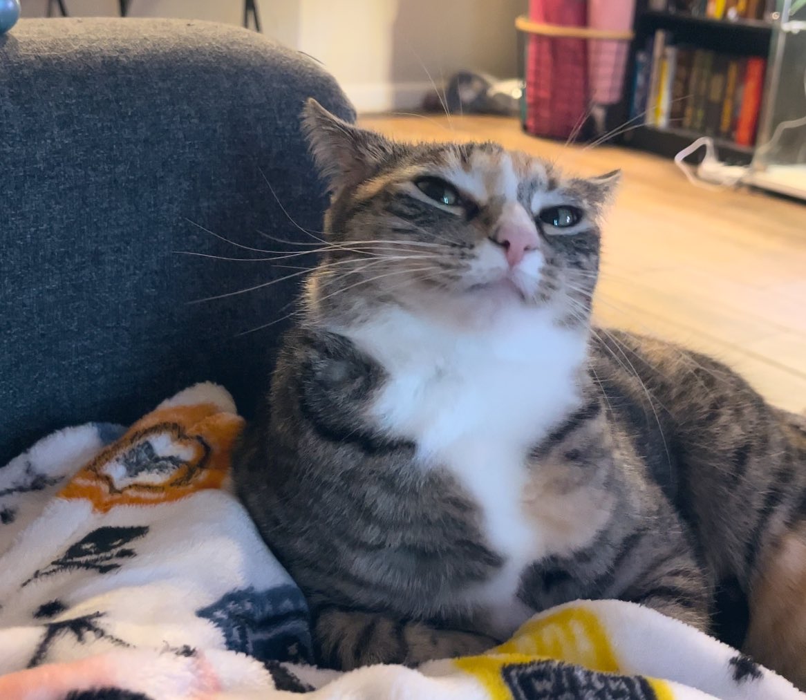 every day i wake up and benny makes a little face at me