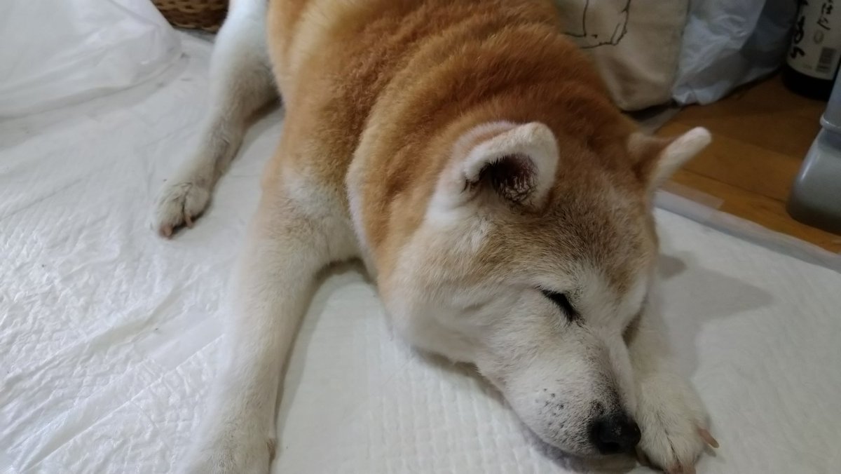km0219's tweet photo. またしても、私の夜勤明けの昨日から、ゆるゆる💩の柴じぃ。　気持ちが悪いと大鳴きして、オチリとパンツをキレイにしたら、団子ご飯も食べずに、爆睡中です💦
#秘密結社老犬倶楽部 https://t.co/VbdO1seJF1