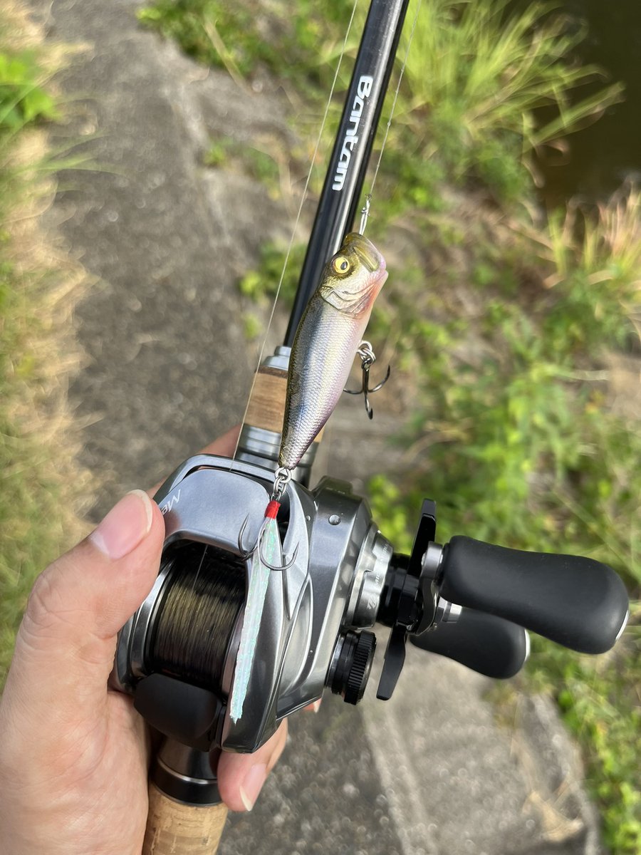 pitagora_19's tweet photo. 夏だし鮎みたいなのでも投げるか→結果出ず
トップにするか→20cmくらいのが 3匹+なぜか亀が大量にチェイス
帰宅
#vision95
#POPX https://t.co/OEHegloO3a