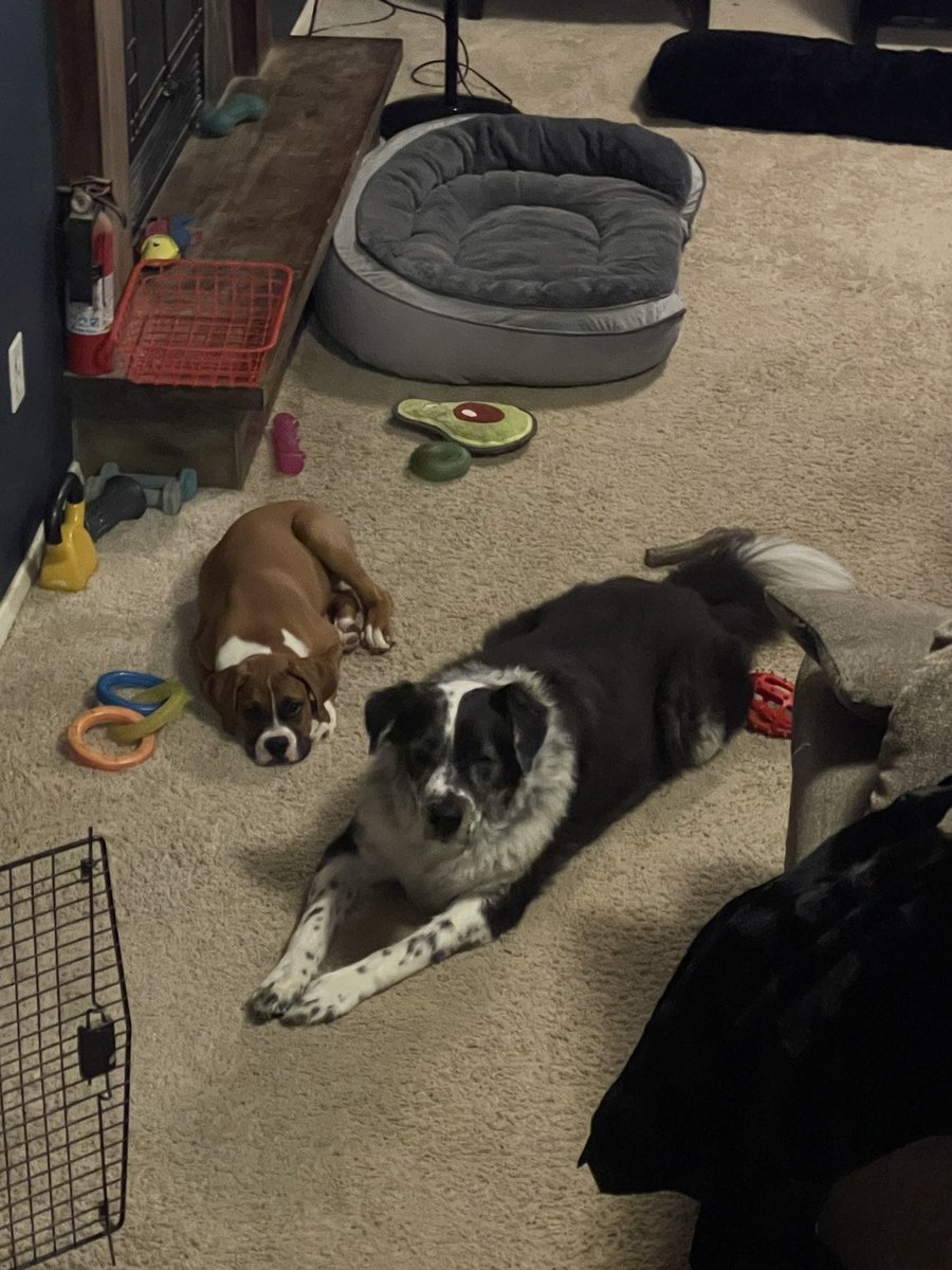 goavs925's tweet photo. My Olive has finally taken her baby brother under her wing. A way better big sissy than we thought sheβd be. Hopefully, brother comes around too. ππ #myolive #myinston #myclark #sibs # https://t.co/C8HxvFMQFd