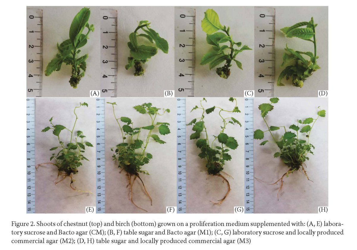 JfsCazv's tweet photo. Read this interesting article: "Reducing costs, improving profits: A low-cost culture media for woody plants micropropagation" Read more here: https://t.co/PN8c5v6PzK #OpenAccess #forest #woods #plants #forestry #industry #micropropagation #birch #chesnut https://t.co/f5RZgx6Zp8