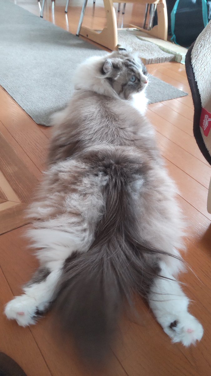 Curl_Saburou's tweet photo. 月曜だった。
夏休みで曜日が曖昧。幸せ。
#アメリカンカール
#猫がいる暮らし 
#ケツ曜日 https://t.co/lumk2aTHFQ