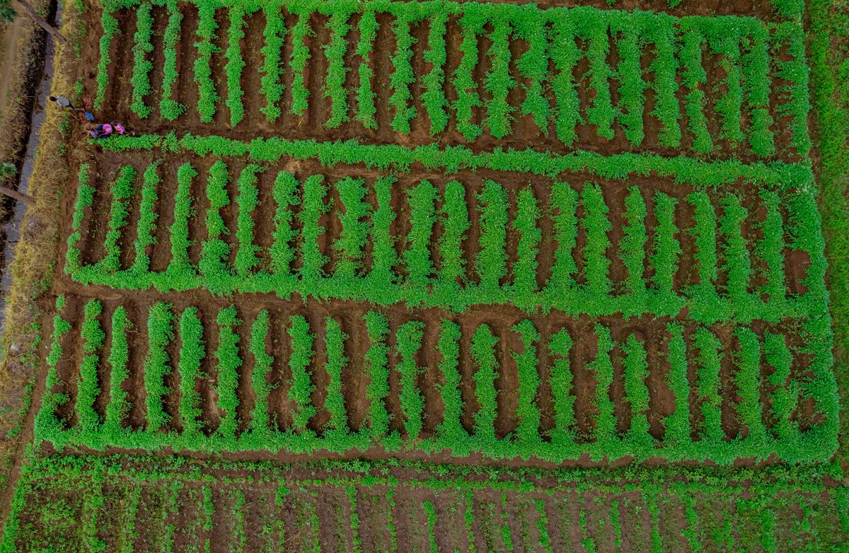 greenagrictz's tweet photo. Mkutano wa #AGRF2023 ni fursa kwa mashirika na wadau wa kilimo nchini, kwani tutapata nafasi ya kuchangia kuhusu changamoto za Kilimo katika mifumo ya uzalishaji lakini pia mapendekezo ya njia za kutatua changamoto hizo
Jisajili https://t.co/dNE7nnTC7c 
#BBTYIA #Agenda1030 https://t.co/RnxJgzznTE
