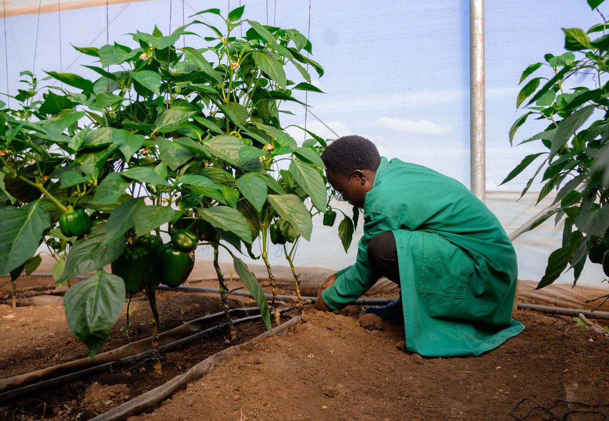 greenagrictz's tweet photo. Mkutano wa #AGRF2023 ni fursa kwa mashirika na wadau wa kilimo nchini, kwani tutapata nafasi ya kuchangia kuhusu changamoto za Kilimo katika mifumo ya uzalishaji lakini pia mapendekezo ya njia za kutatua changamoto hizo
Jisajili https://t.co/dNE7nnTC7c 
#BBTYIA #Agenda1030 https://t.co/RnxJgzznTE