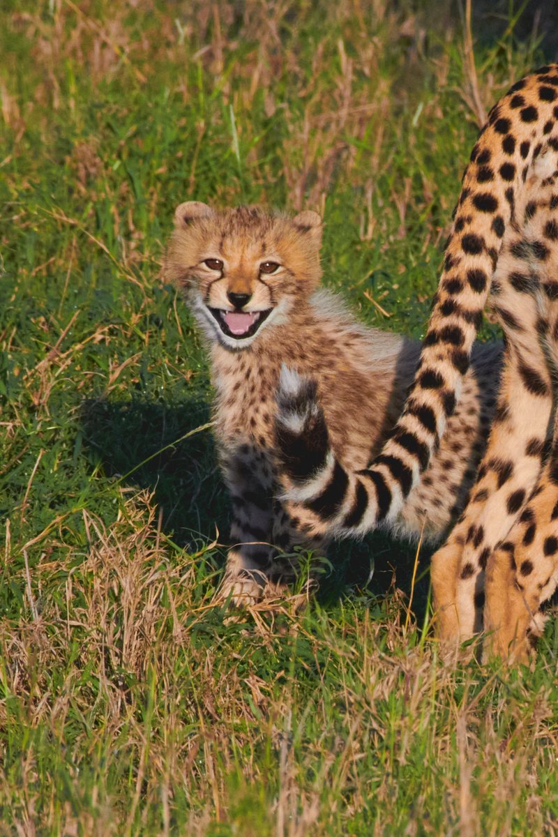 Cute Matilda’s Cub | Serengeti | Tanzania
#cheetahs #nikonphotography #africansavannah #animallover #nikonnofilter #visitafrica #nature_wildlife #wildlifeprotection #keepitwild #bbcwildlife #wildlifeconservation #serengeti #wildlifephotos #wildlife_perfection #wildlifesafari…