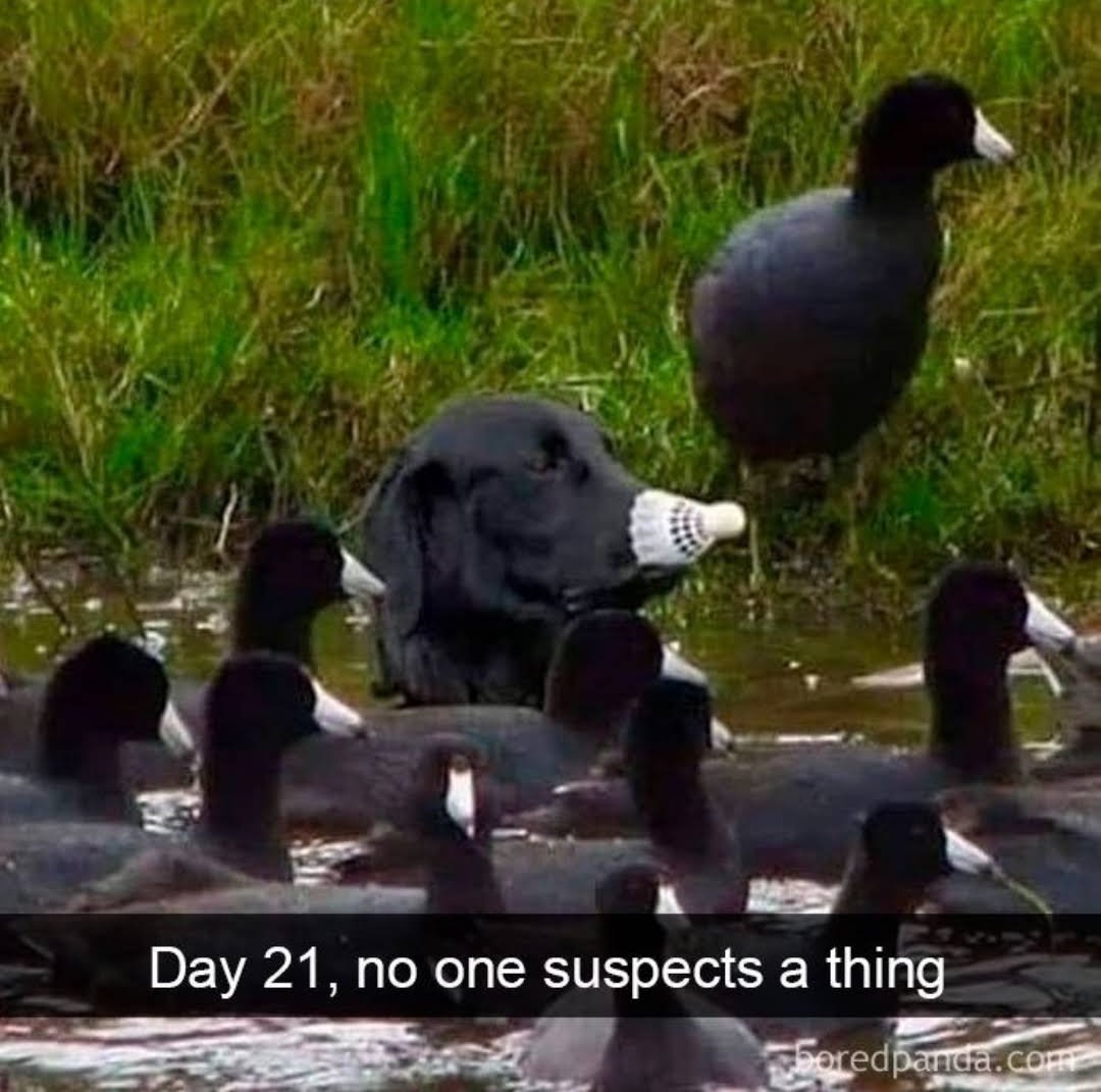 WholesomeMemes (@wholesomememe) on Twitter photo 