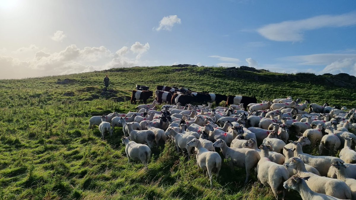 Orton Fells Farmer Cluster tweet media