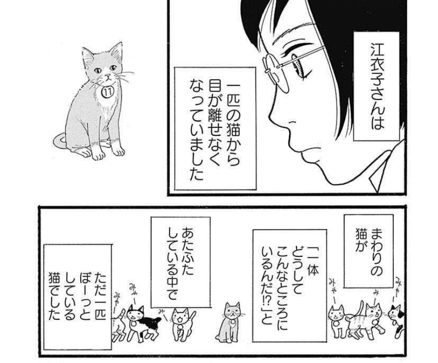 志村志保子『はじめての猫 2人編』発売中 (@shimurashihoko) / X