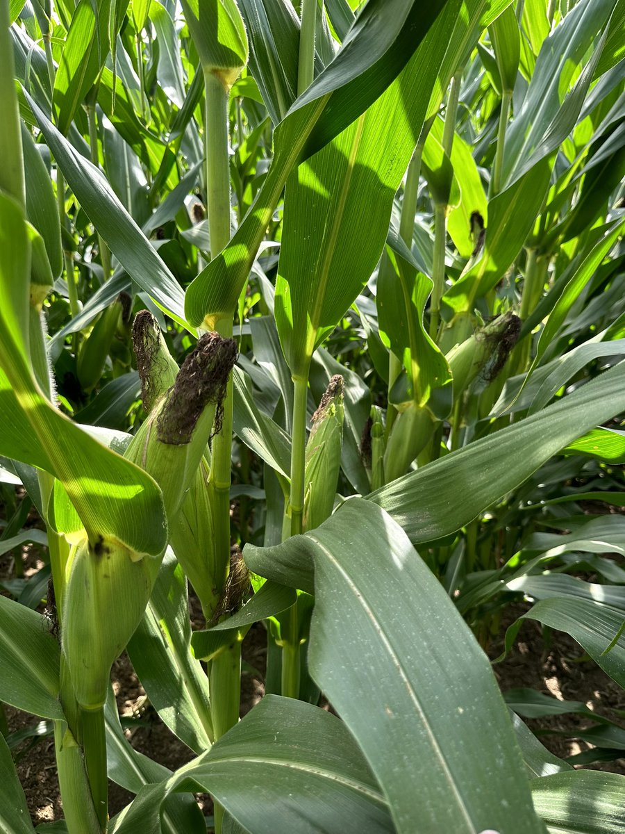 Bodie Kitchel tweet media