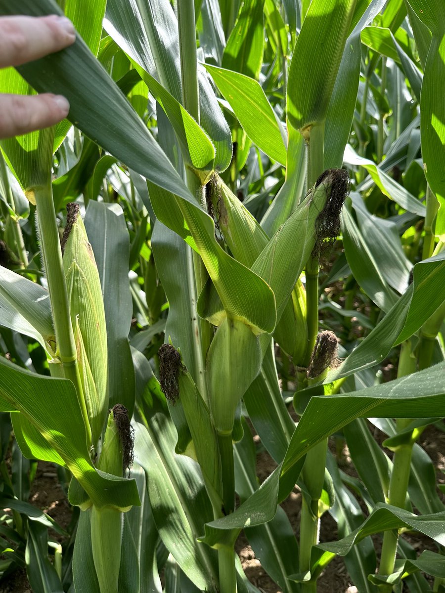 34K final ear count, in R4 and bulking hard. Been 5 days since foliar app &amp; this corn is absolutely loving life. Got 45 days to get to finish line, and I’m loving where I’m at right now. Got tissues back yesterday and they confirmed what I saw visually! Next round go in tomorrow