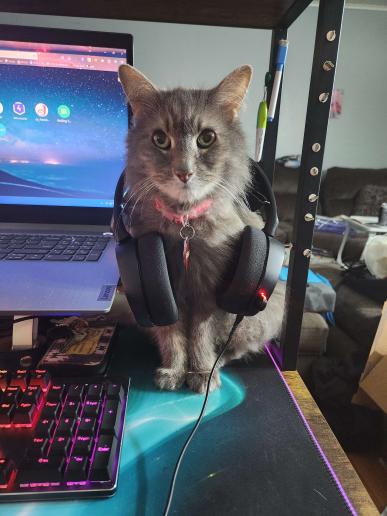 _SamPlays_'s tweet photo. @Corvimae @frozenflygone @EpicYoshiMaster #FlameFatales #FlameFatales2023 I am obediently posting pictures of my silly, sometimes dumb cats. Stevie on the left, Ghost on the right https://t.co/rezhoMs6y6