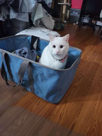 _SamPlays_'s tweet photo. @Corvimae @frozenflygone @EpicYoshiMaster #FlameFatales #FlameFatales2023 I am obediently posting pictures of my silly, sometimes dumb cats. Stevie on the left, Ghost on the right https://t.co/rezhoMs6y6