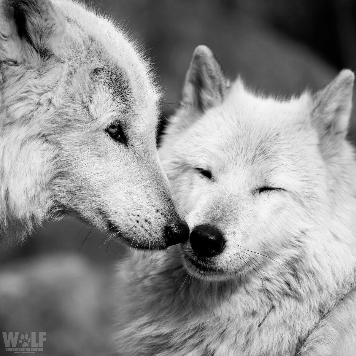 nywolforg's tweet photo. True love is everlasting ❤️ https://t.co/Y9GTf6tOyv