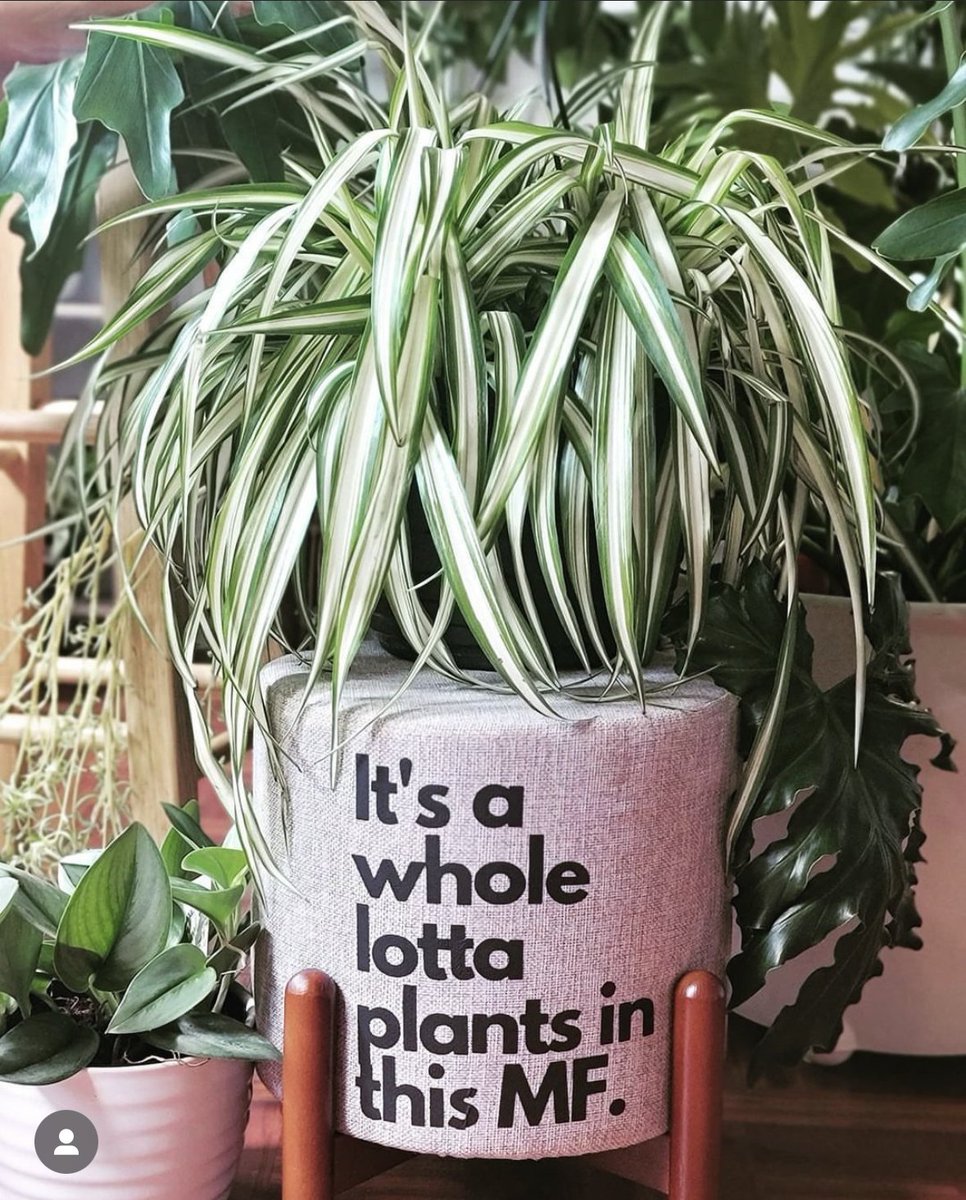 'Describe your account in one sentence'

📸 IG houseofplantlovers