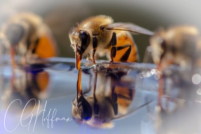 goldenheart1995's tweet photo. @Julesk23 My husband used to feed the bees  - had special trays with stones in them so they had something to stand on. He got some beautiful photos. https://t.co/2tGYNHajgN