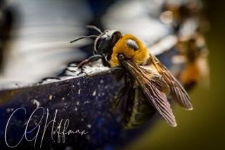 goldenheart1995's tweet photo. @Julesk23 My husband used to feed the bees  - had special trays with stones in them so they had something to stand on. He got some beautiful photos. https://t.co/2tGYNHajgN