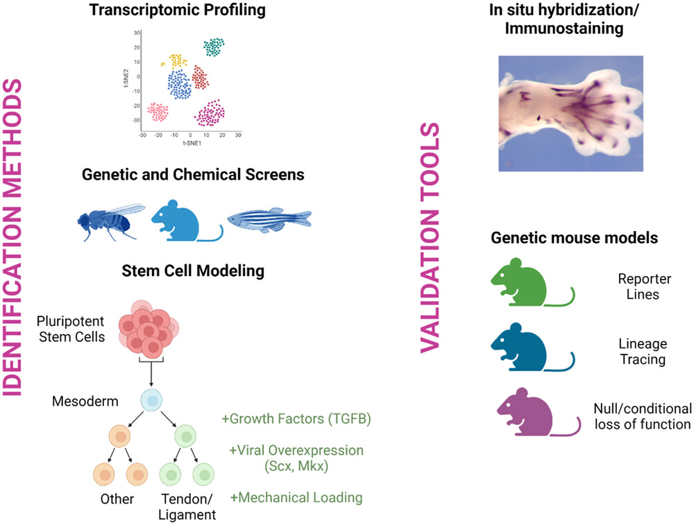 Journal of Orthopaedic Research® (@jorthopres) on Twitter photo What are the current and emerging technologies for defining and validating tendon cell fate? Learn more in this paper by <a href="/AHHuangLab/">Alice Huang</a> and <a href="/galloway_lab/">Jenna Galloway</a>: onlinelibrary.wiley.com/doi/10.1002/jo… <a href="/ors_tendon/">ORS Tendon Section</a> What are the current and emerging technologies for defining and validating tendon cell fate? Learn more in this paper by <a href="/AHHuangLab/">Alice Huang</a> and <a href="/galloway_lab/">Jenna Galloway</a>: onlinelibrary.wiley.com/doi/10.1002/jo… <a href="/ors_tendon/">ORS Tendon Section</a>
