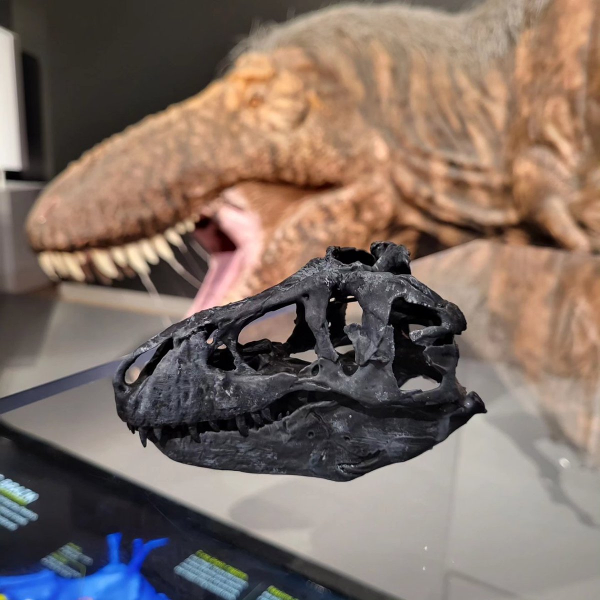 DinosaurDungeon's tweet photo. Before heading out on a motorcycle trip, here's a few recent pics. Enjoy, and I'll see you in a couple of weeks! #motorcycle #digitalmodel #scalemodel #anycubic #dinosaurdungeon #painting #juraasicpark #sciart #paleontology #paleoart #dinosaurs #romtoronto #ajkaceratops #Raptor https://t.co/rye4mGZP0h