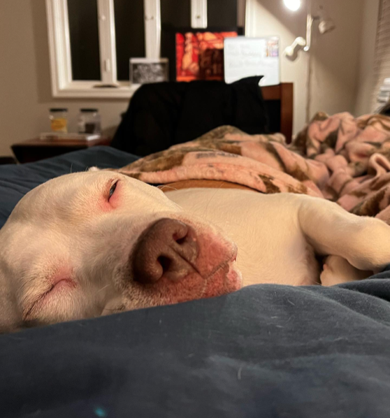 Alex Norcross tweet media