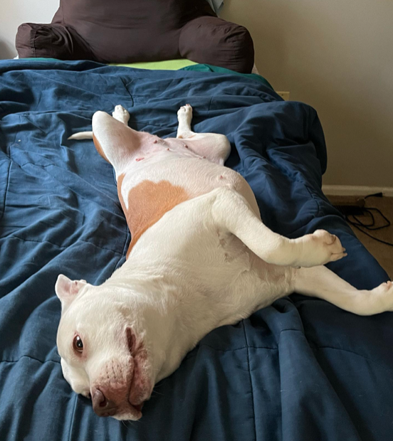 Alex Norcross tweet media