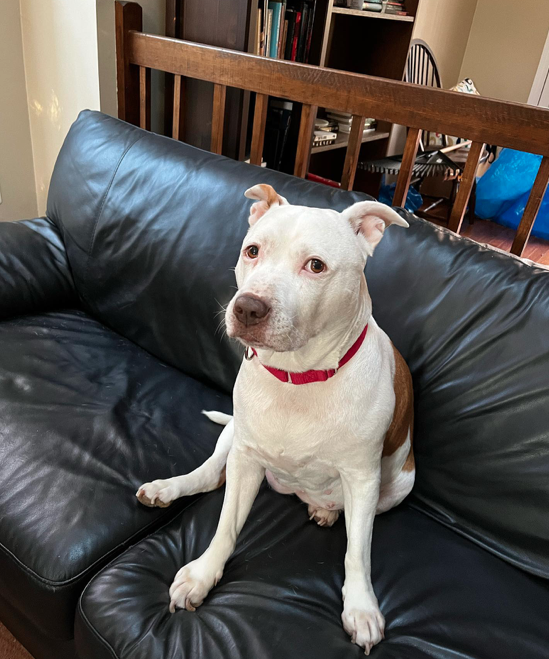 Alex Norcross tweet media