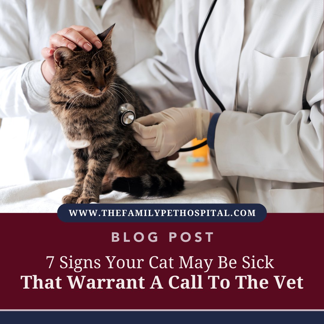 thepetdr's tweet photo. 🐱❗ Is your cat feeling under the weathe?
🌡️ Don't ignore the signs! 😿 Check out our latest blog post to discover 7 red flags that may indicate your feline friend is sick. 
https://t.co/4NILuv394e 
#TheFamilyPetHospital #AshlandMA https://t.co/AgJjJCTEaD