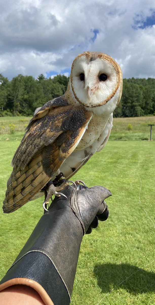 MaryEP63's tweet image. A truly magnificent learning experience at New England Falconry in Woodstock, Vermont.