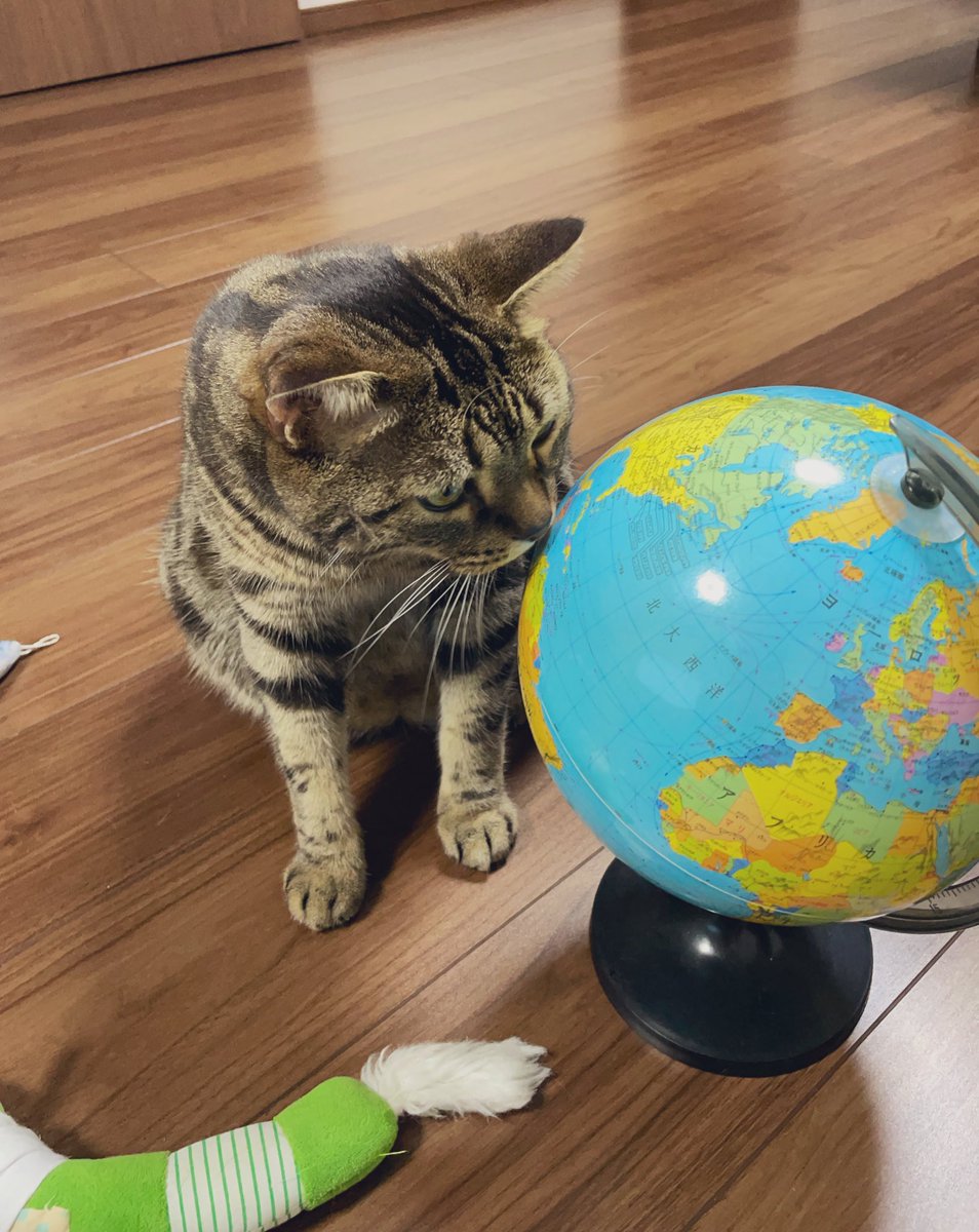 どこに行こうかなぁ〜。

#ねこ
#世界旅行
#ねこの夏休み