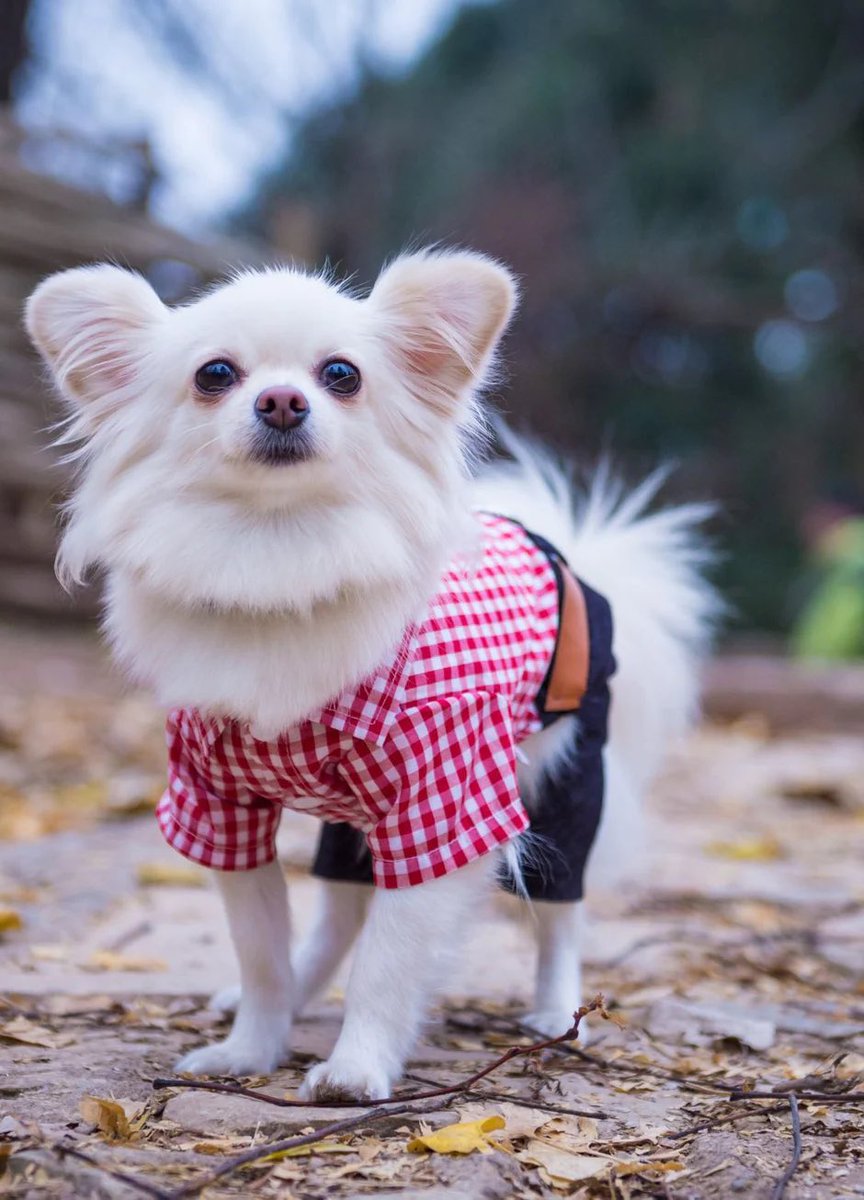 Pets of distinction. thefureverstore.com #qualitypetproducts