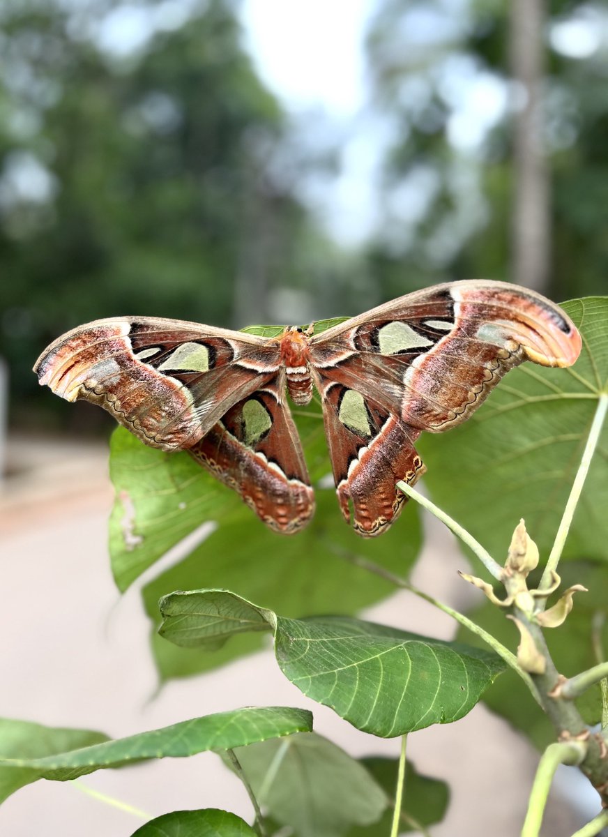 Atlas moth 🦋