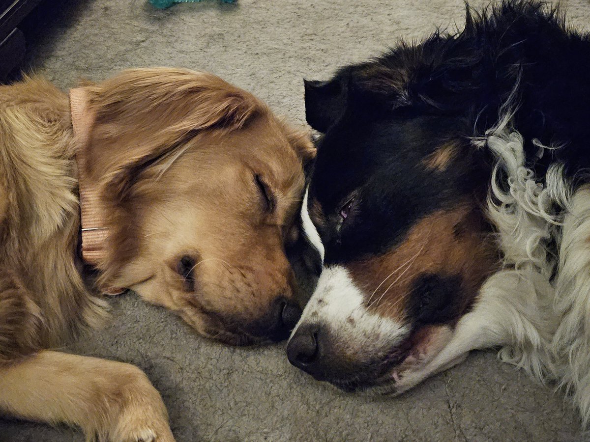 scfotoguy's tweet photo. These two just make my heart smile....
#weloveraven #welovesnickers #goldenretriever #bernerlove #soundasleep #sistersfromdifferentmothers https://t.co/pHpVDNmACl