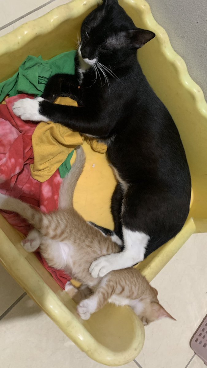 Nid_tl's tweet photo. พาไปทำหมันมาปลาส้มน่าสงสารสุดเมายาแบบเกือบตุย https://t.co/7VMCi4seCt