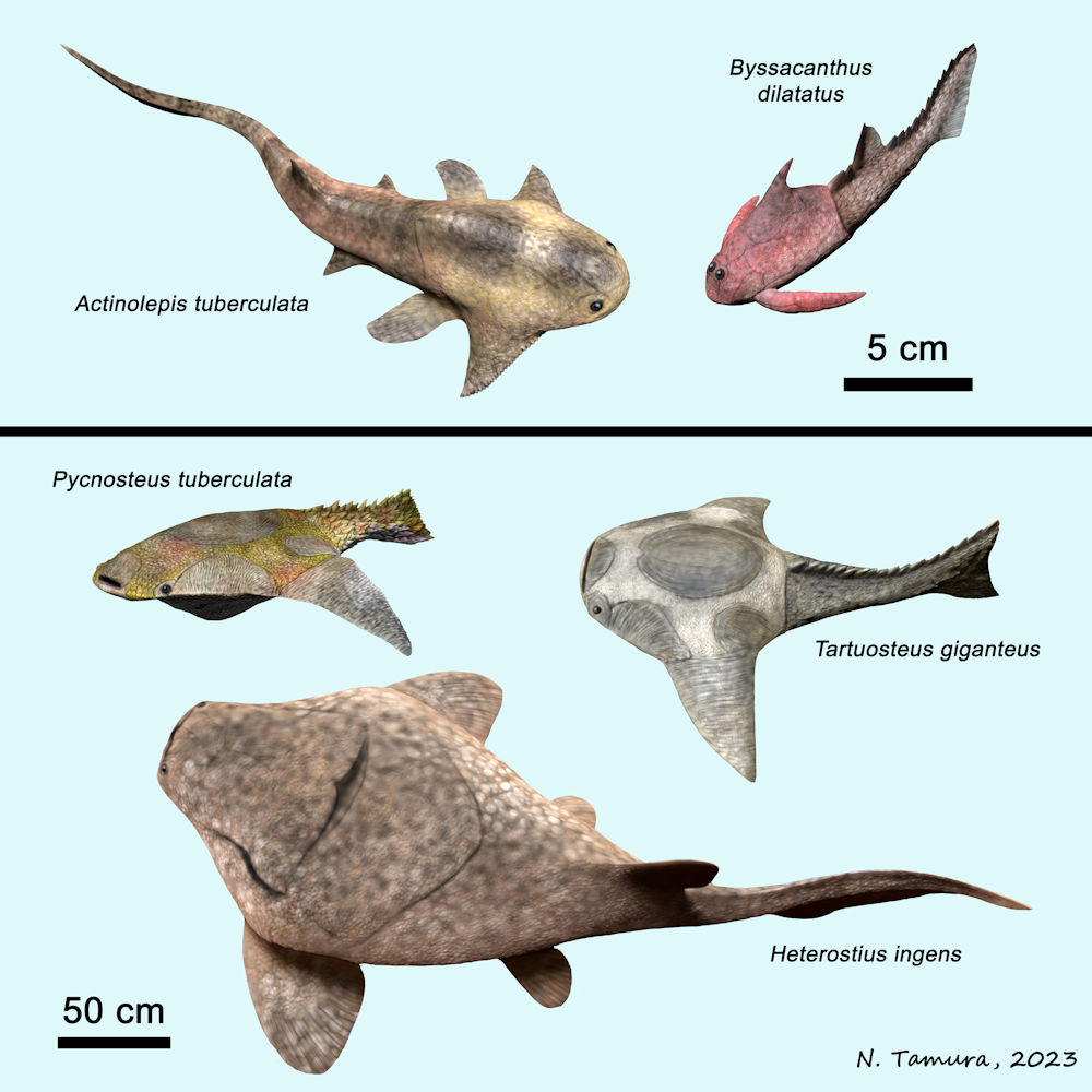 Devonian Fish Series #16: Arukula and Burtnieki horizons (Givetian) of the Baltic region: Actinolepis, Heterostius (Placodermi Arthrodira), Byssacanthus (Placodermi Antiarchi), Pycnosteus, Tartuosteus (Heterostraci Psammosteida)