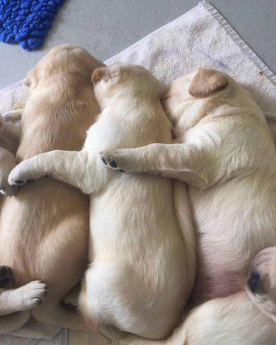 These sleepy pups have the right idea! The icy winter weather calls for lots of food and loooooong naps! 😴

[Image Description: three tiny yellow Labrador puppies are lying with their tummies pressed to the back of the puppy in front.]

#GuideDogsAustralia #Puppies #Cute