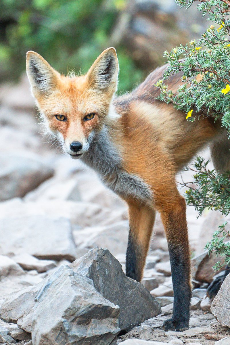 samjezak's tweet photo. A few moments with a red fox while it hunted for dinner amongst the talus fields in the Maroon Bells. https://t.co/g3WpUeP1gx