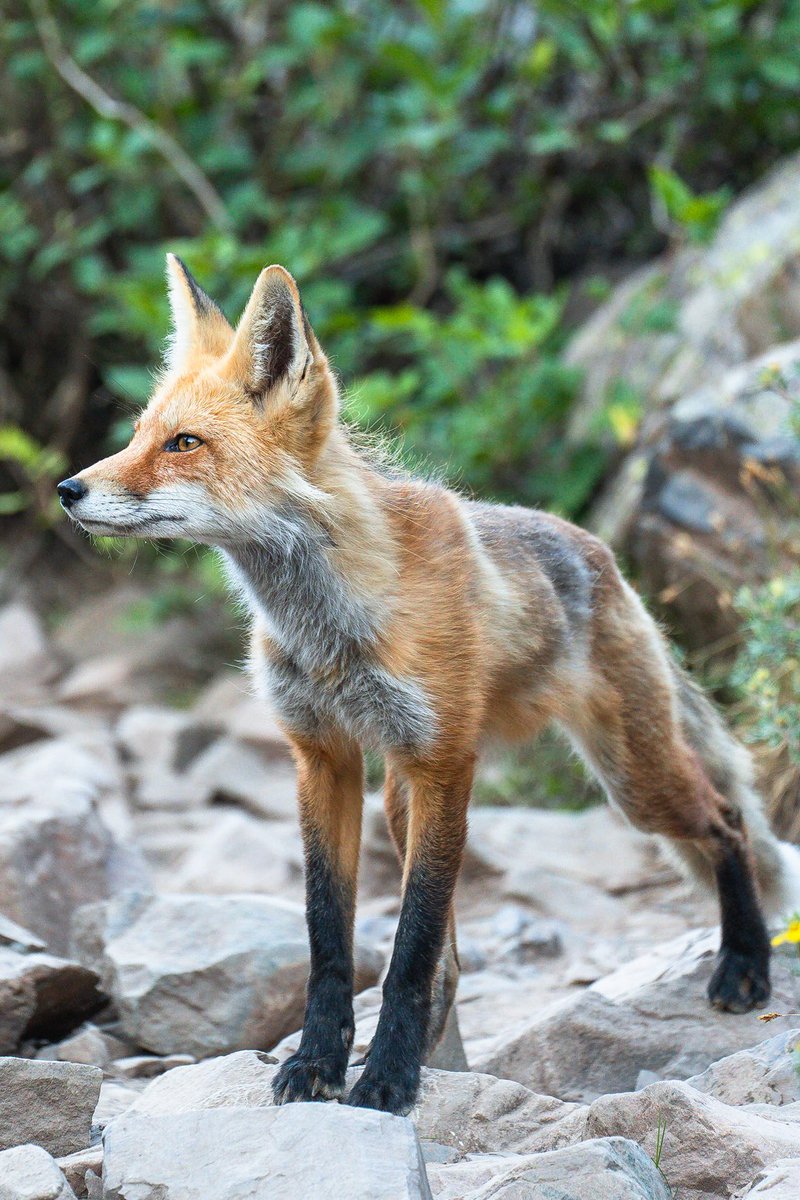 samjezak's tweet photo. A few moments with a red fox while it hunted for dinner amongst the talus fields in the Maroon Bells. https://t.co/g3WpUeP1gx