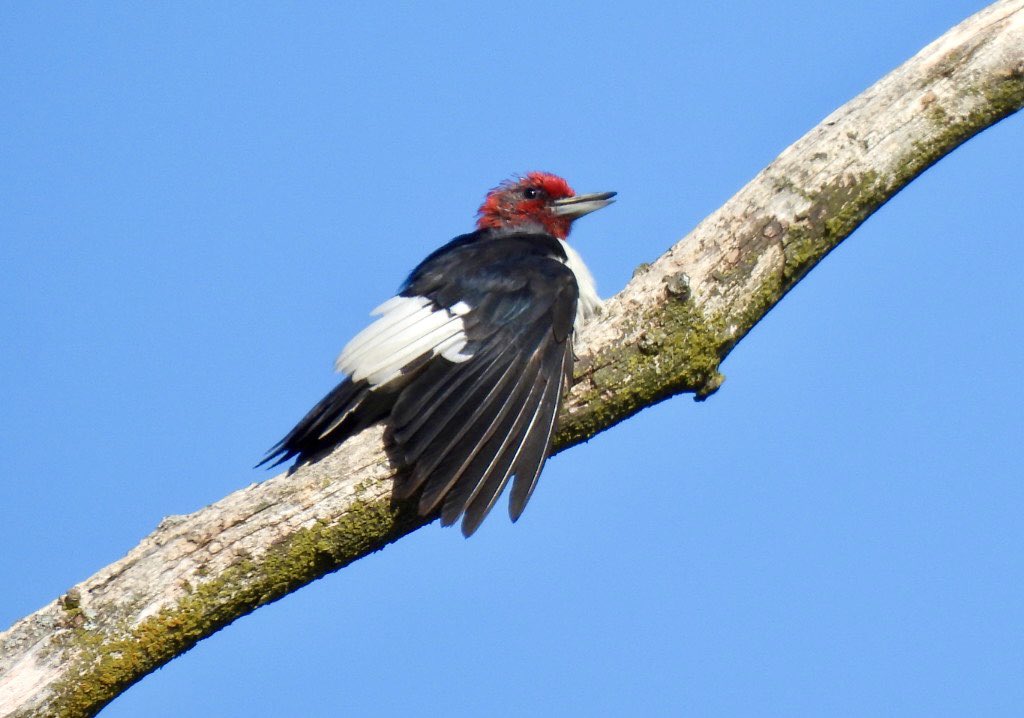 PeggyGierhart's tweet photo. This immature Red-headed Woodpecker is โjust chillinโ-@wiscobirder
@BIPOCBirdingWI #cherokeesouth #birding #wisconsinbirds https://t.co/PF5k8K4XdF