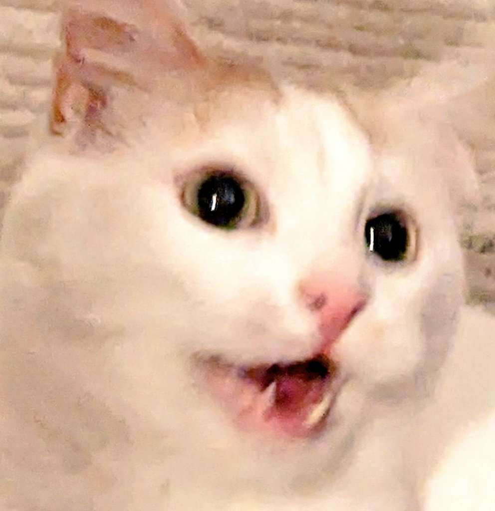 lanceon5's tweet photo. I'm perishing 🫠
Projects that are getting announced next week on top of Day 1 prep for new Destiny 2 raid, new Path of Exile league, new holocure update and now I'm sick because of how cold it's been recently
🐈: #cillia https://t.co/71eFZfdnmF