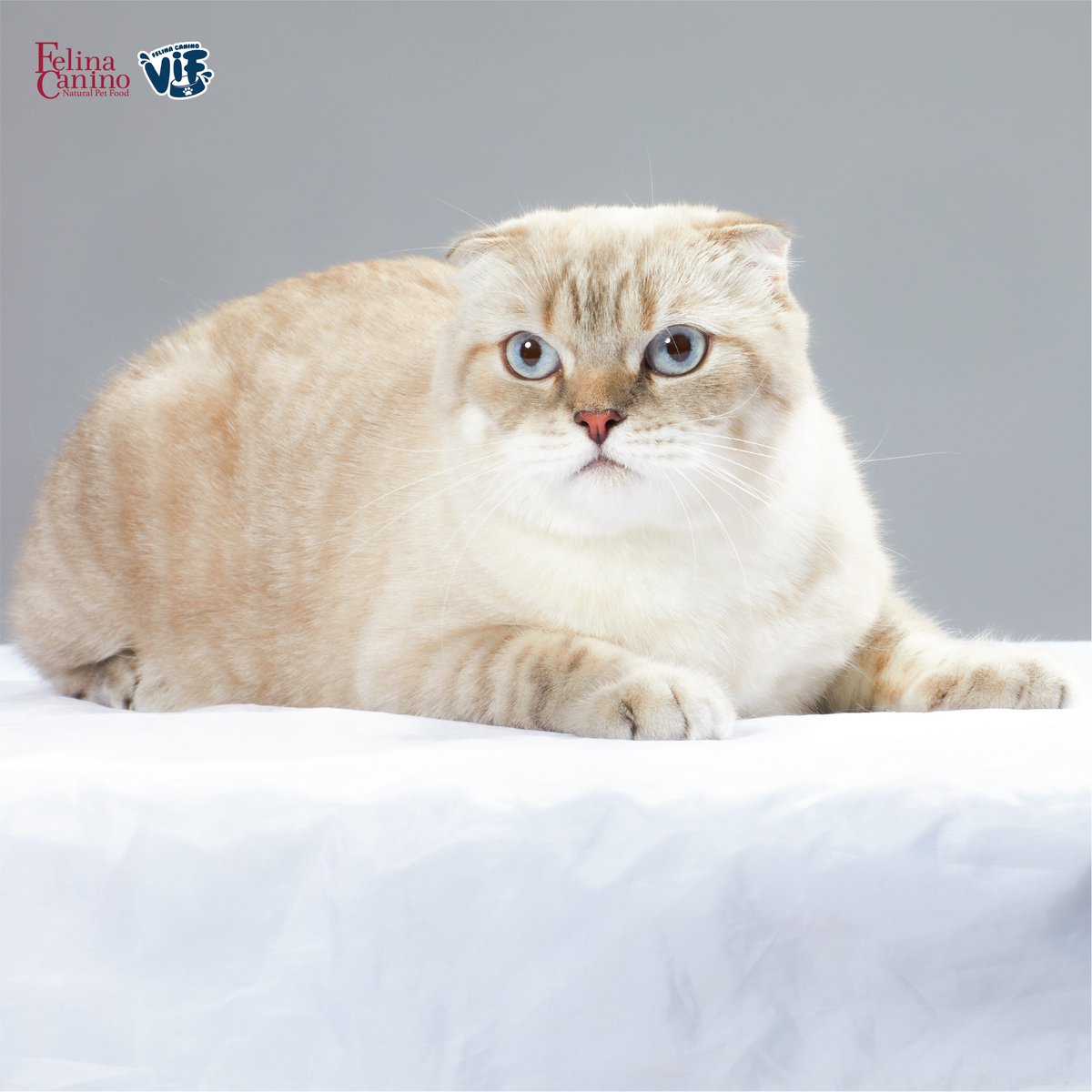 FelinaCaninoTH's tweet photo. หล่อ ขนสวย และสุขภาพดีขนาดนี้ ก็เพราะ “เฟลินา คานิโน” “ซิงเกิ้ล โปรตีน” และ “วิฟ” เด็กๆ ติดใจกันมากกกก 😋😋

ภาพ portrait เด็กๆ ไม่ว่าจะมือใหม่ หรือ มือฉมัง ก็เอาอยู่ 😆 ปะป๊าลุ้นลูกชายกันสุดๆ 

#อาซาร์แมวเซา #ZuluEcho5 #ก็องเต้แมวซน
#sammerbcollie #FelinaCanino #FelinaCaninoVIF https://t.co/VAflzHPDtN