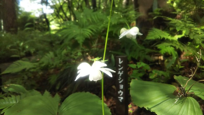 TonogayatoTeien's tweet photo. 猛暑の水不足から一転、連日の雨で庭園もかなり潤ってきました。#雨上がりの庭 では草木が息を吹き返したように元気に咲いています。

#殿ヶ谷戸庭園 #駅近の癒し空間 #レンゲショウマ #ツリガネニンジン #コバギボウシ #ヒヨドリバナ https://t.co/FO31ypBFyd