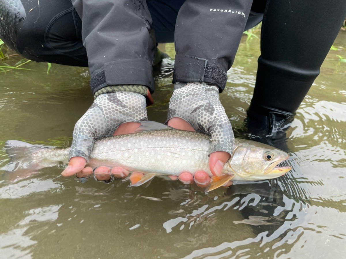Chonmage_fish's tweet photo. 初釧路釣行
トラウト天国、アメマスが死ぬほど釣れる
次は、阿寒川のレインボーかイトウか
ランカーズクシロさん有難うございました。
とりあえず最高、再訪確定！！！！ https://t.co/HXUBbL4QDt