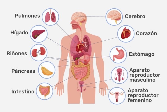 LaCosmoRevista's tweet photo. [MERCADOS] A cuánto va a cotizar mañana cada uno de tus órganos. https://t.co/Tia3rlI6A2