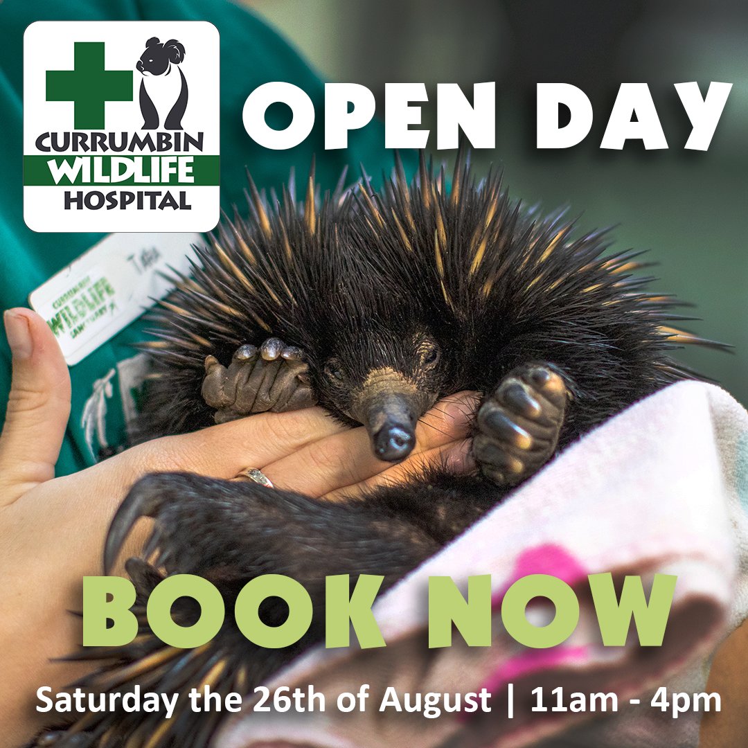 Currumbin Wildlife Hospital tweet media