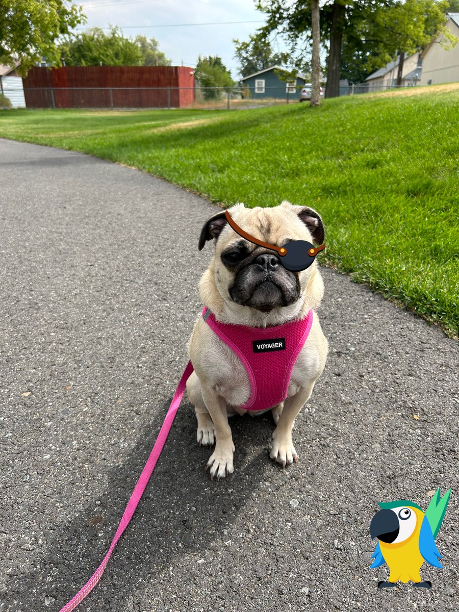 PetuniaMaePug's tweet image. Aye, aye mateys 🏴‍☠️ , I am definitely ready for #ZombieSquadPirateMonth can’t wait to see the adventure you have planned for us.. #TJ5