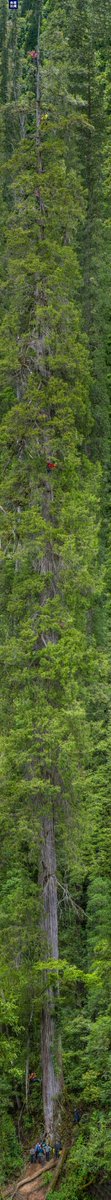 Echinanews's tweet photo. China's Giant Tree Research team has released full-length photos of Asia's tallest known tree in southwest China's #Tibet Autonomous Region, with one cypress standing 101.2 meters tall and another 99.5 meters tall. #TallestTree https://t.co/ORaW22WWoJ