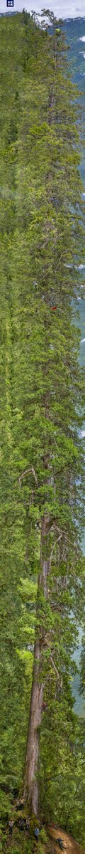 Echinanews's tweet photo. China's Giant Tree Research team has released full-length photos of Asia's tallest known tree in southwest China's #Tibet Autonomous Region, with one cypress standing 101.2 meters tall and another 99.5 meters tall. #TallestTree https://t.co/ORaW22WWoJ