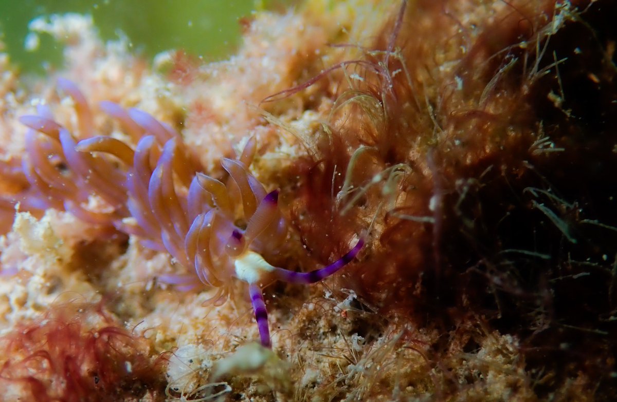 WK_Tang's tweet photo. Sliding through Mondays… 
#Pteraeolidia #ianthina #BlueDragon #Nudibranch #Reef #Zooxanthellae
#Underwater #Wildlife #Animal #Photography #NatGeo #YourShot #Olympus #TG5
#Photogroffee https://t.co/eDQH76U5BL