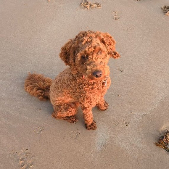 IL twitter: Does anyone use my research in their teaching? If so, please let me know...
Cute (slightly out of focus) dog picture only here to get your attention...